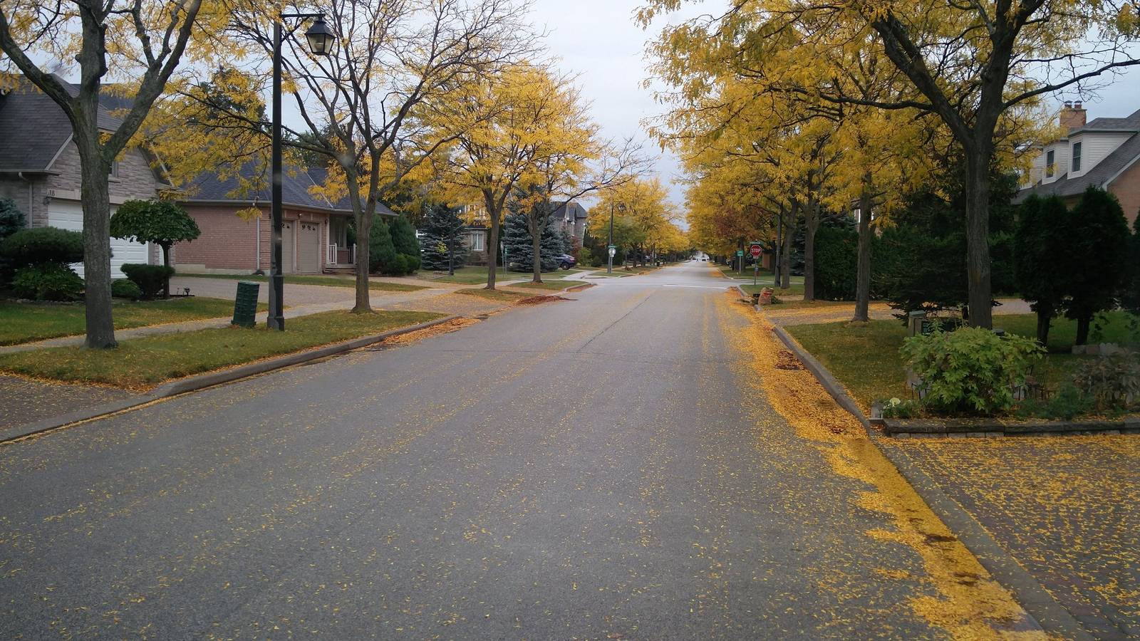 A quiet suburban street lined with houses and trees with yellow fall leaves